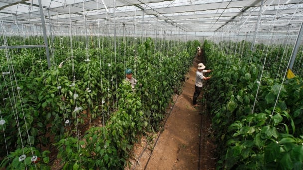 FAO's project contributes to turning Moc Chau into 'second Da Lat'